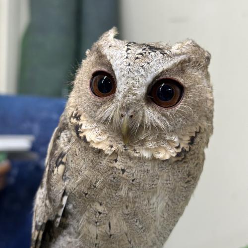 カラードオオコノハズクイメージ